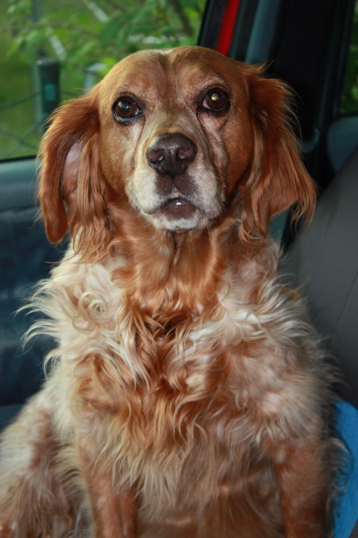 Nevi (English Springer Spaniel, Nova Scotia Duck Tolling Retriever) English Springer Spaniel Nova Scotia Duck Tolling Retriever 